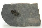 Pelagic Trilobite (Cyclopyge) Fossil - Exceptional Specimen #311825-5